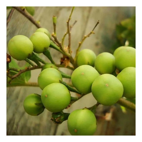 Chá de Jurubeba Rocha Saúde 100g Solanum Paniculatum